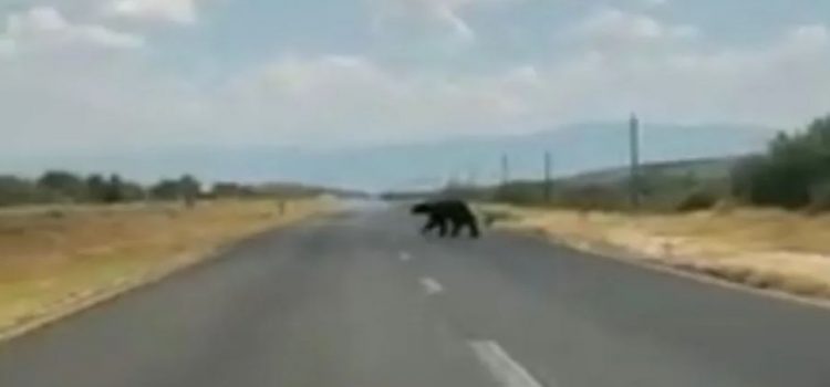 Captan ejemplar de oso negro cruzando la carretera