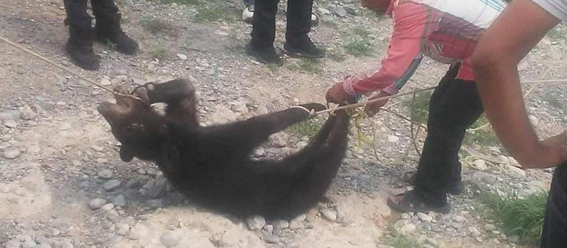 Procesan a cinco policías y dos ciudadanos por muerte de oso negro en Coahuila