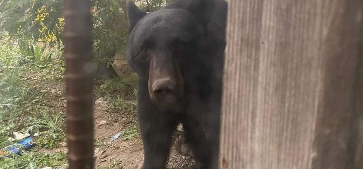Aparece enorme oso negro en el patio trasero de una vivienda en Coahuila