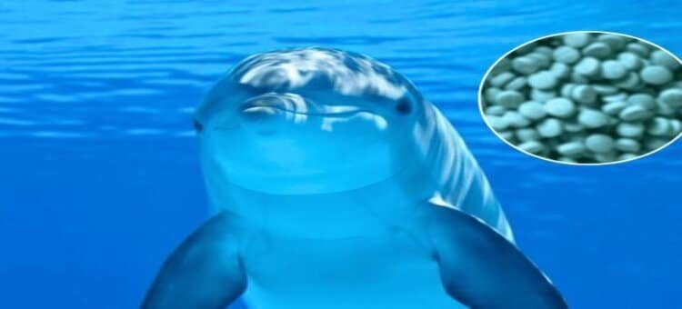 Delfines en el Golfo de México dan positivo a fentanilo Delfines en el Golfo de México dan positivo a fentanilo
