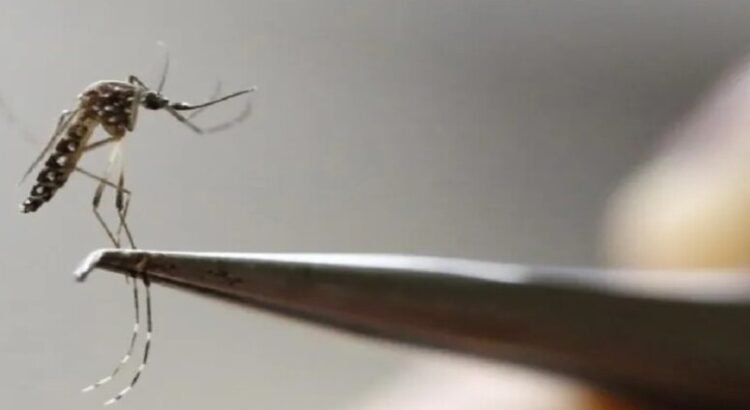 En el estado de Coahuila reporta 190 casos de dengue y cuatro muertes En el estado de Coahuila reporta 190 casos de dengue y cuatro muertes