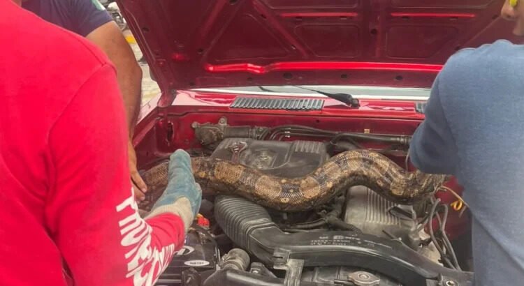 Bomberos auxilian a mujer que traía una boa en el motor de su auto Bomberos auxilian a mujer que traía una boa en el motor de su auto