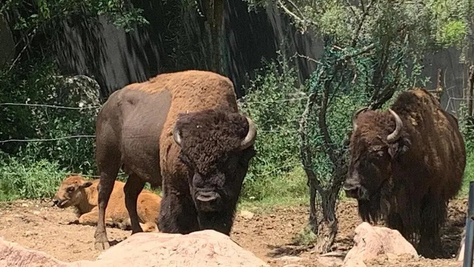 MUDE refuerza medidas para prevenir gusano barrenador en Saltillo